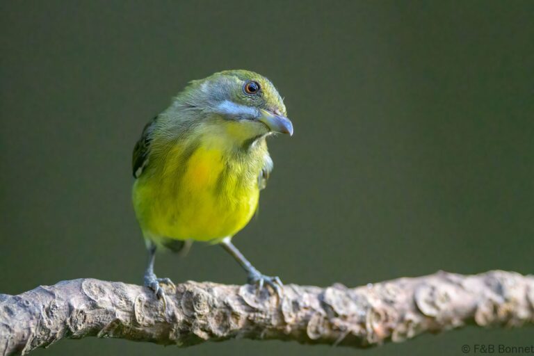 Palawan flowerpecker philippines 2