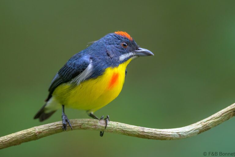 Palawan flowerpecker philippines 3
