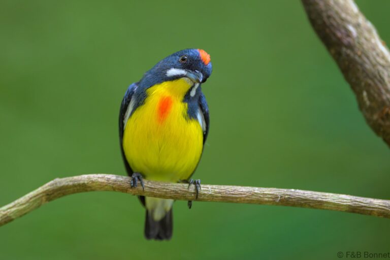 Palawan flowerpecker philippines 4