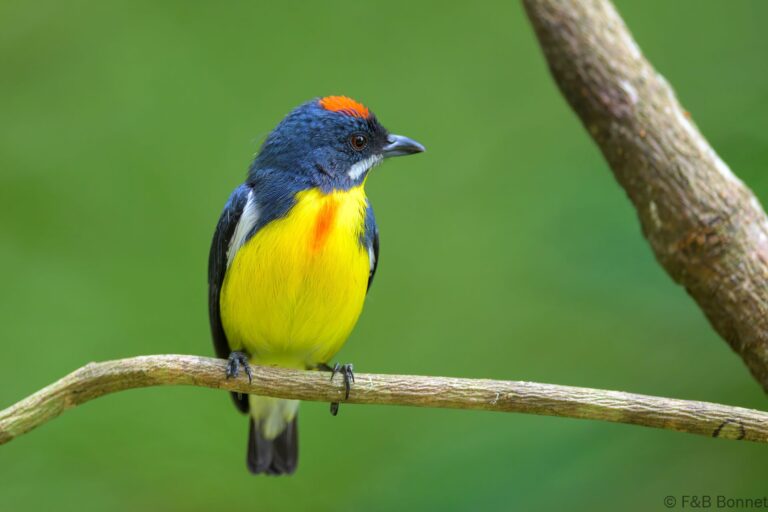 Palawan flowerpecker philippines 5