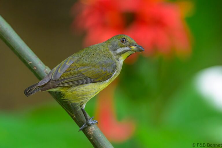 Palawan flowerpecker philippines 6