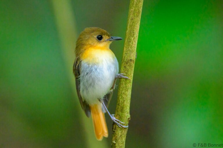 Palawan flycatcher philippines 2