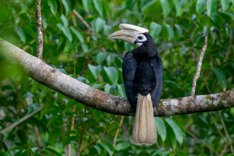 Palawan hornbill philippines 1