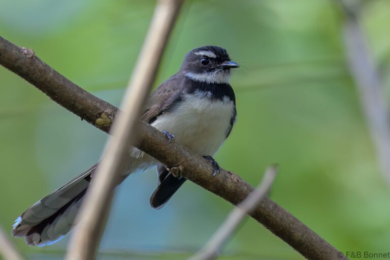 Philippine pied fantail philippines 1