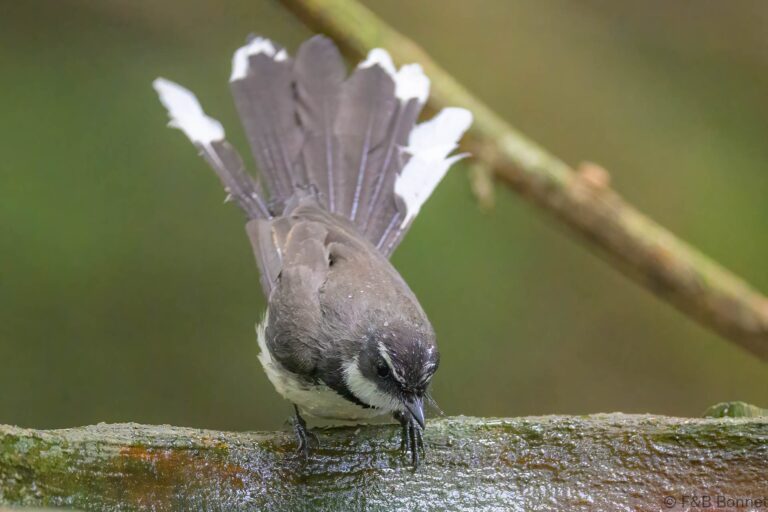 Philippine pied fantail philippines 2