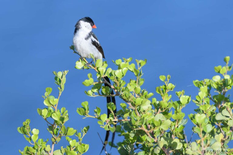 Pin tailed whydah south africa 1