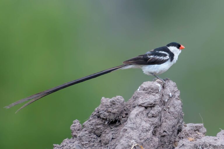 Pin tailed whydah south africa 2