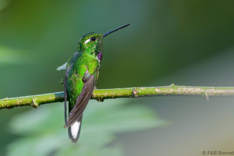 Purple bibbed whitetip ecuador 1