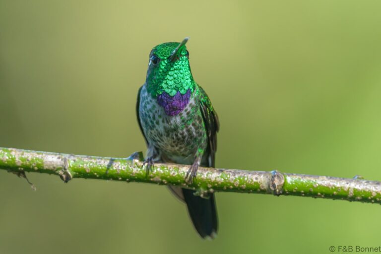 Purple bibbed whitetip ecuador 2