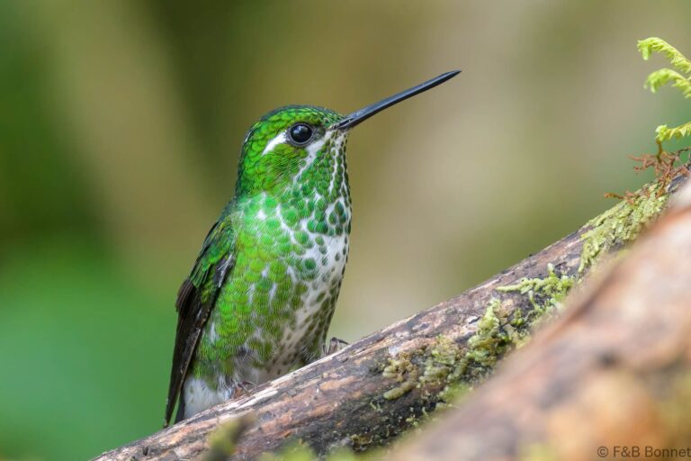 Purple bibbed whitetip ecuador 3