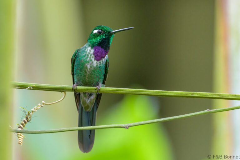Purple bibbed whitetip ecuador 4