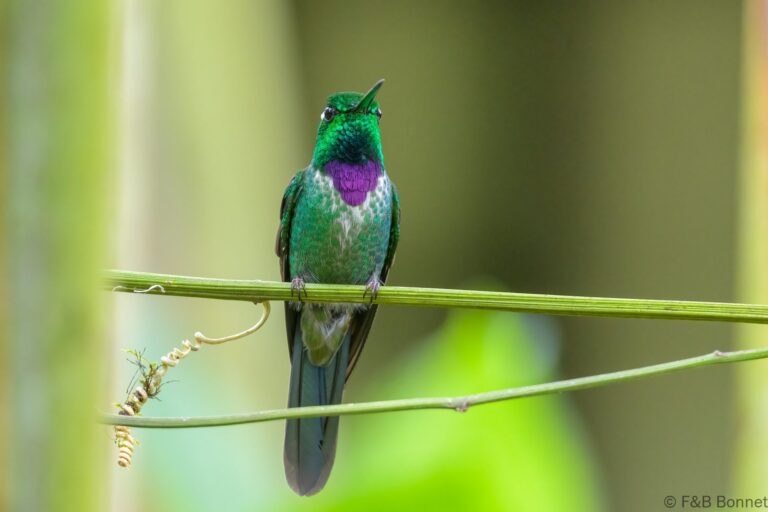 Purple bibbed whitetip ecuador 5