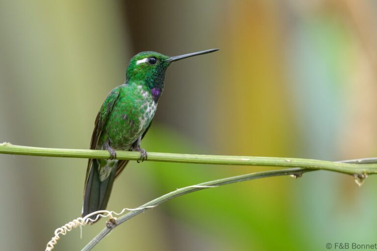 Purple bibbed whitetip ecuador 6