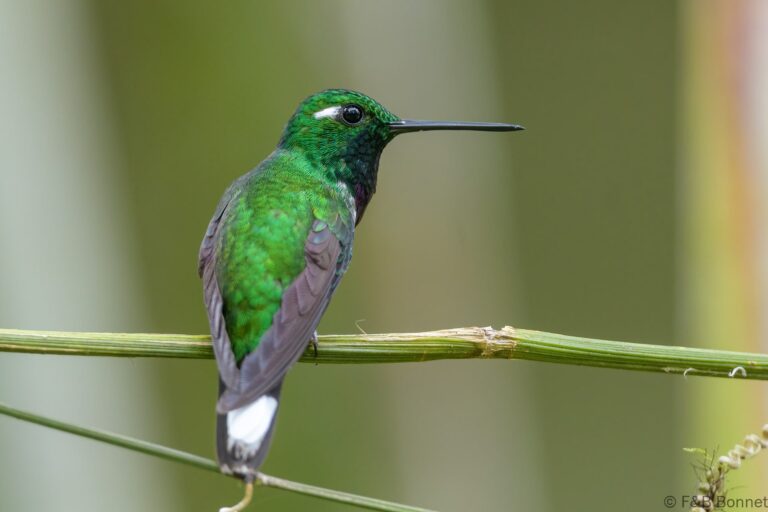 Purple bibbed whitetip ecuador 7