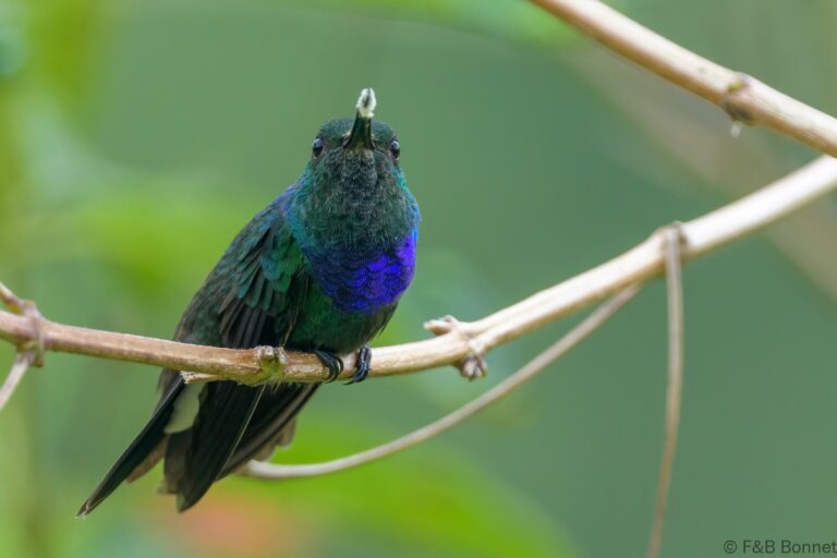 Purple chested hummingbird ecuador 1