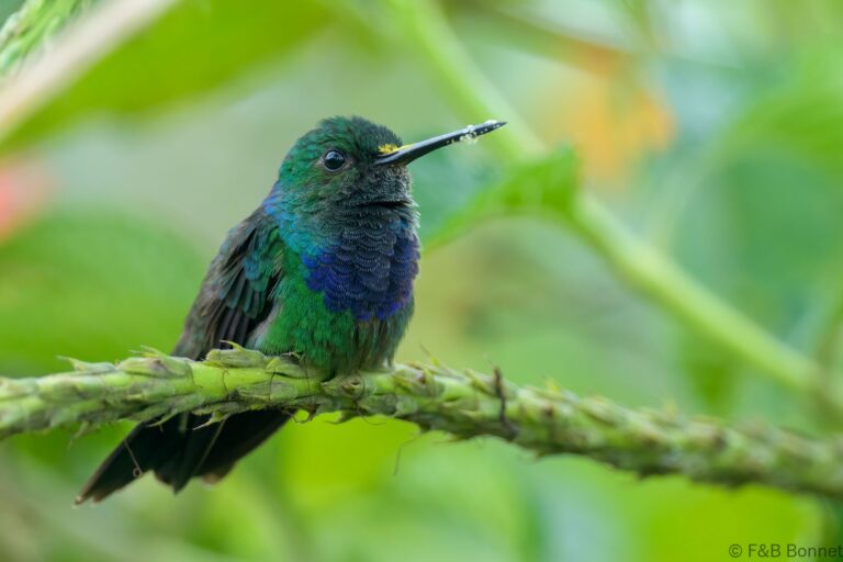 Purple chested hummingbird ecuador 2