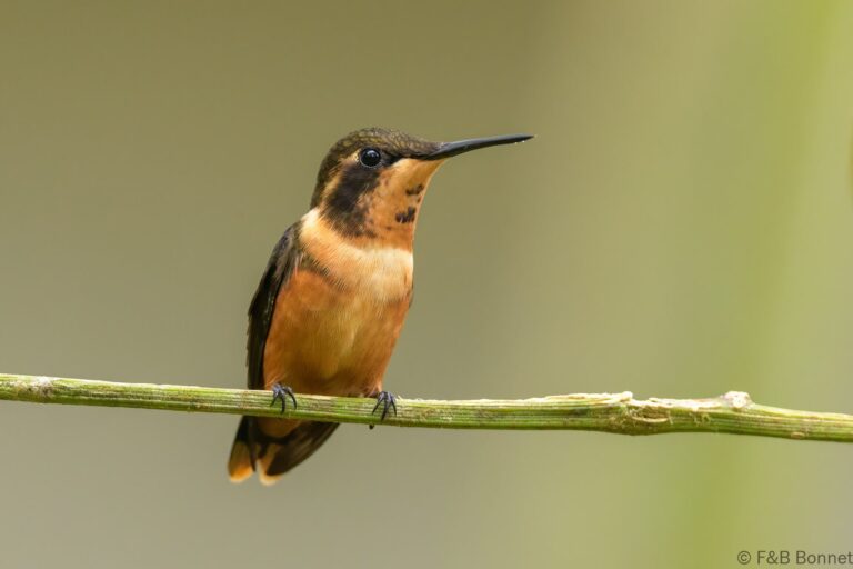 Purple throated woodstar ecuador 1