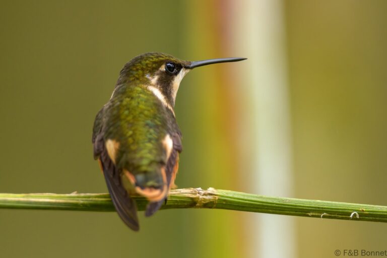 Purple throated woodstar ecuador 2