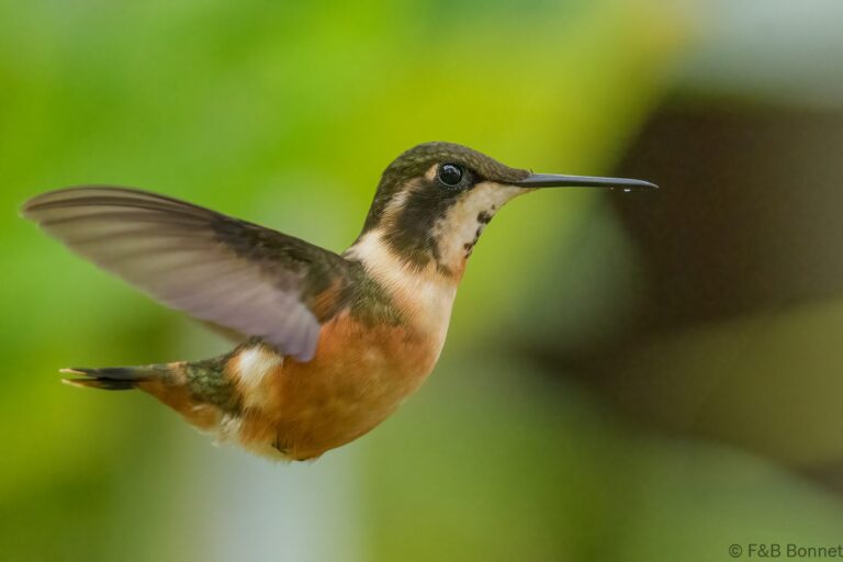 Purple throated woodstar ecuador 4