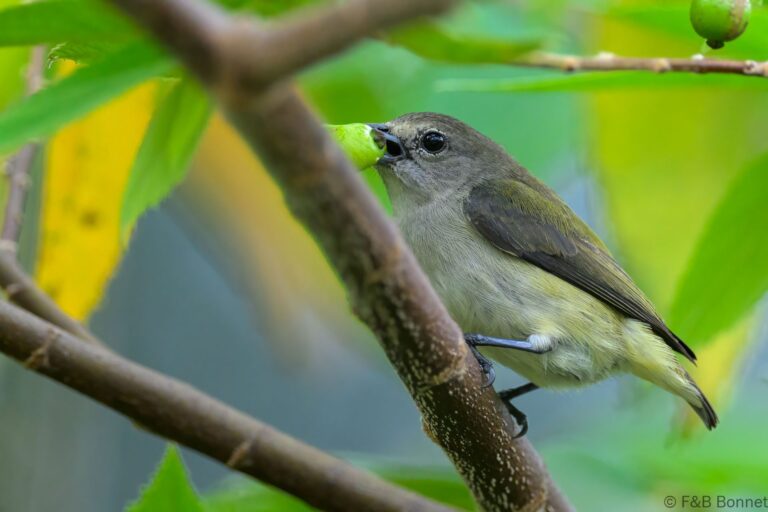 Pygmy flowerpecker philippines 2
