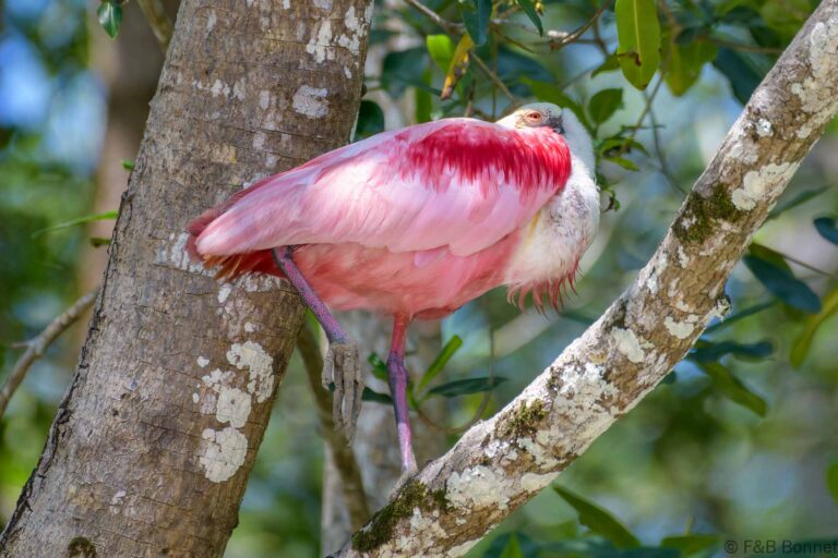 Roseate spoonbill costa rica 1