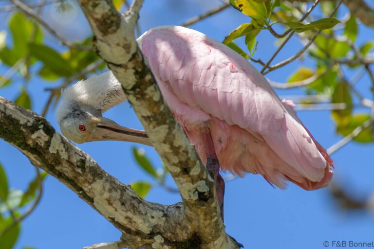 Roseate spoonbill costa rica 2