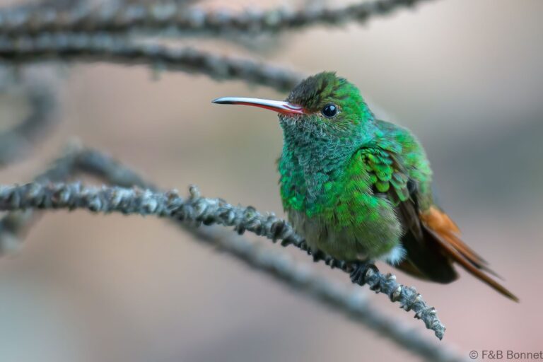 Rufous tailed hummingbird costa rica 2