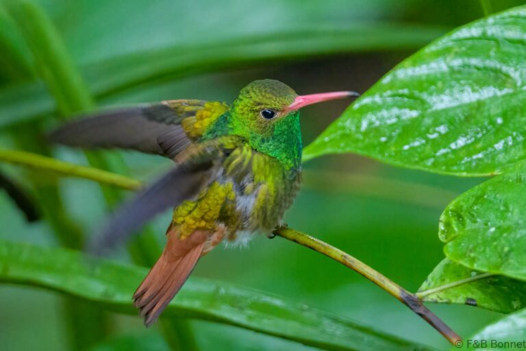 Rufous tailed hummingbird ecuador 2