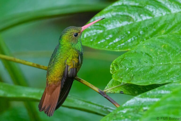 Rufous tailed hummingbird ecuador 3