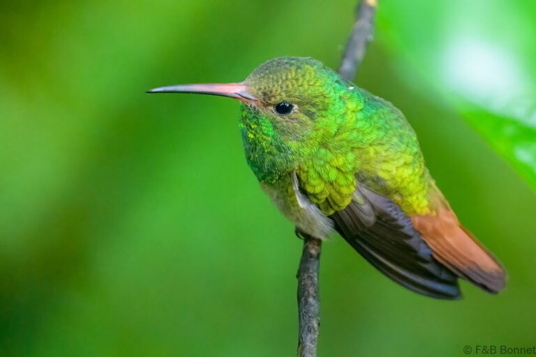 Rufous tailed hummingbird ecuador 4