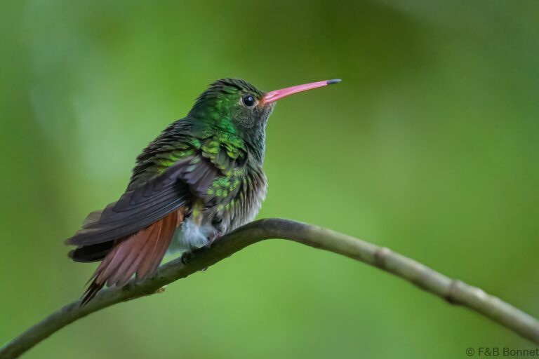Rufous tailed hummingbird ecuador 5