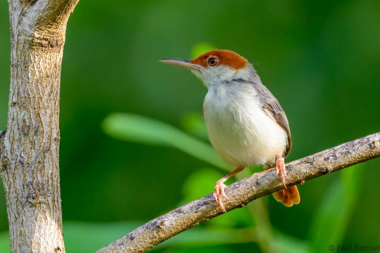 Rufous tailed tailorbird philippines 1