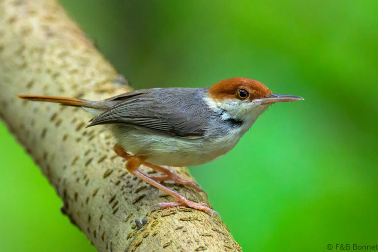 Rufous tailed tailorbird philippines 3