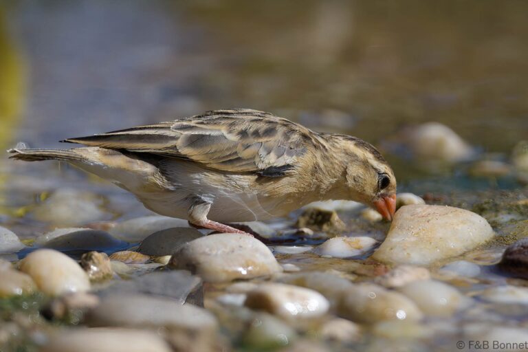 Shaft tailed whydah south africa 1