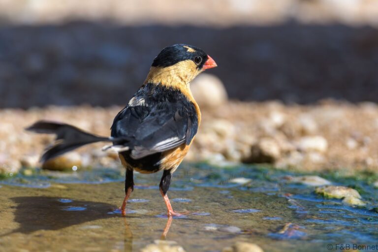 Shaft tailed whydah south africa 2