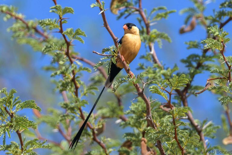 Shaft tailed whydah south africa 3