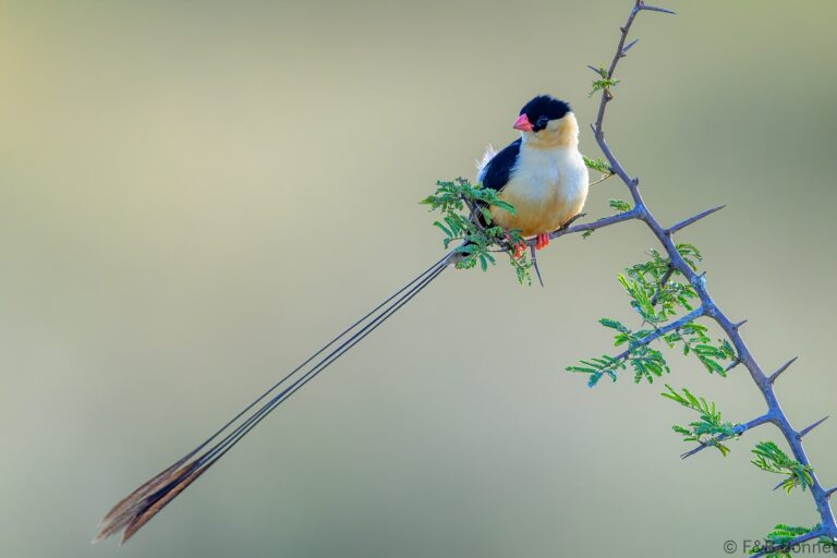 Shaft tailed whydah south africa 6