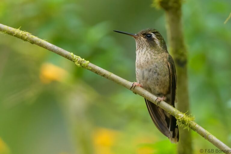 Speckled hummingbird ecuador 2