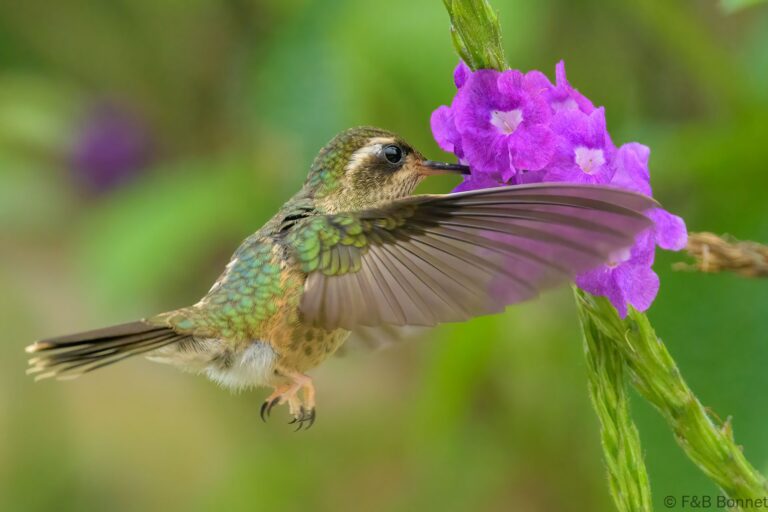 Speckled hummingbird ecuador 3