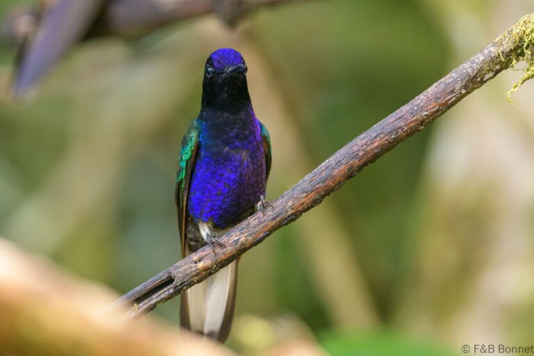 Velvet purple coronet ecuador 2