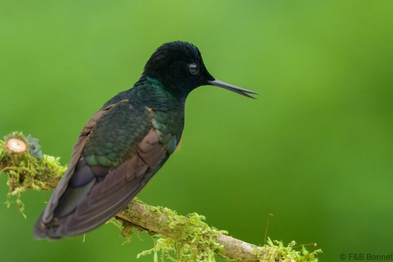 Velvet purple coronet ecuador 3