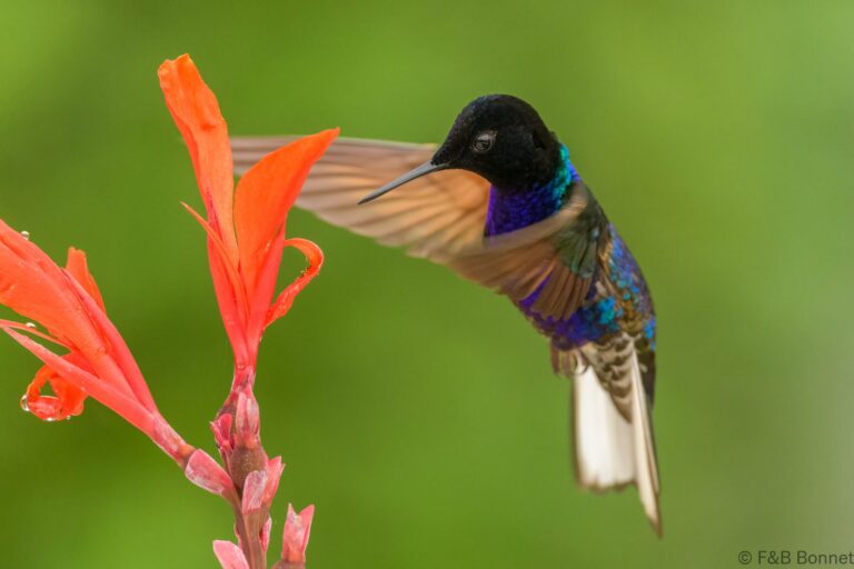 Velvet purple coronet ecuador 4