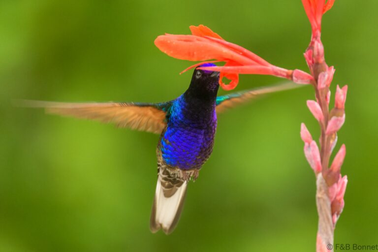 Velvet purple coronet ecuador 5