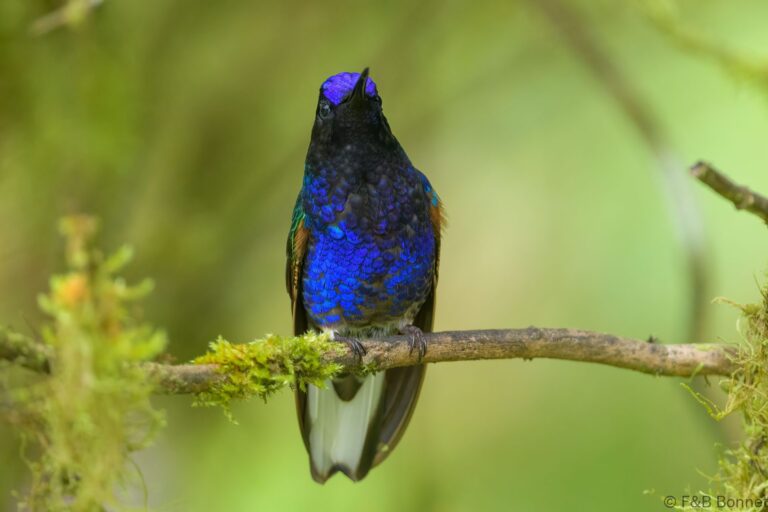 Velvet purple coronet ecuador 6