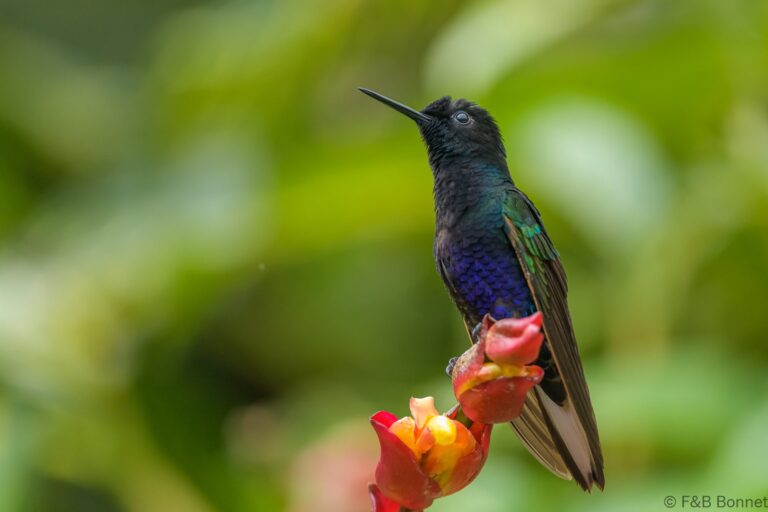 Velvet purple coronet ecuador 7