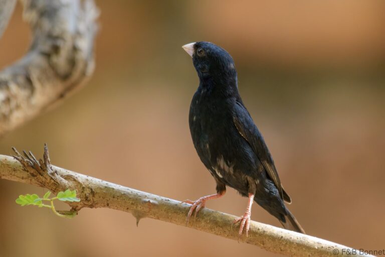 Village indigobird senegal 1