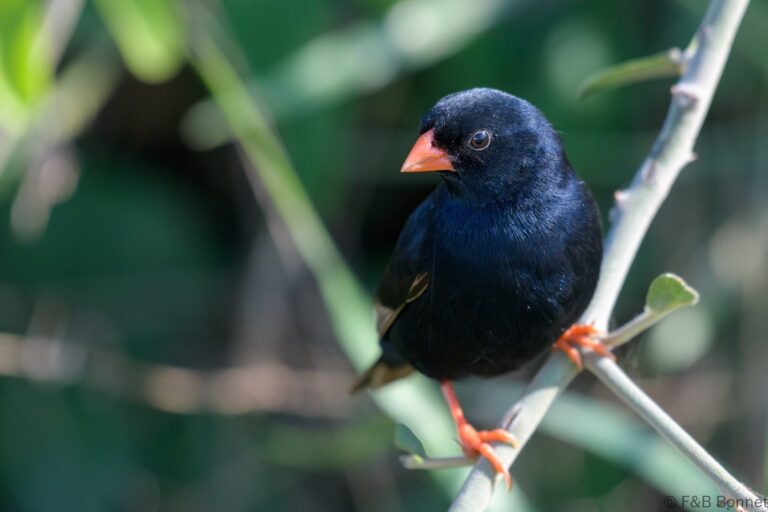 Village indigobird south africa 1