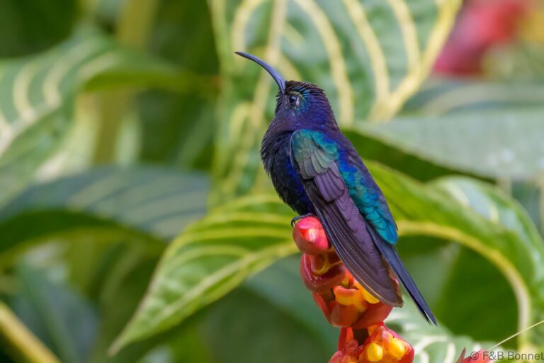 Violet sabrewing costa rica 2