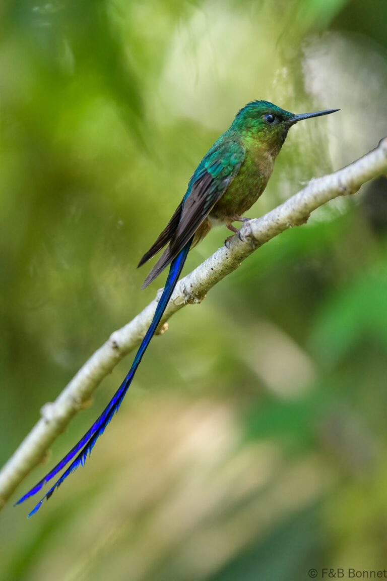 Violet tailed sylph ecuador 1