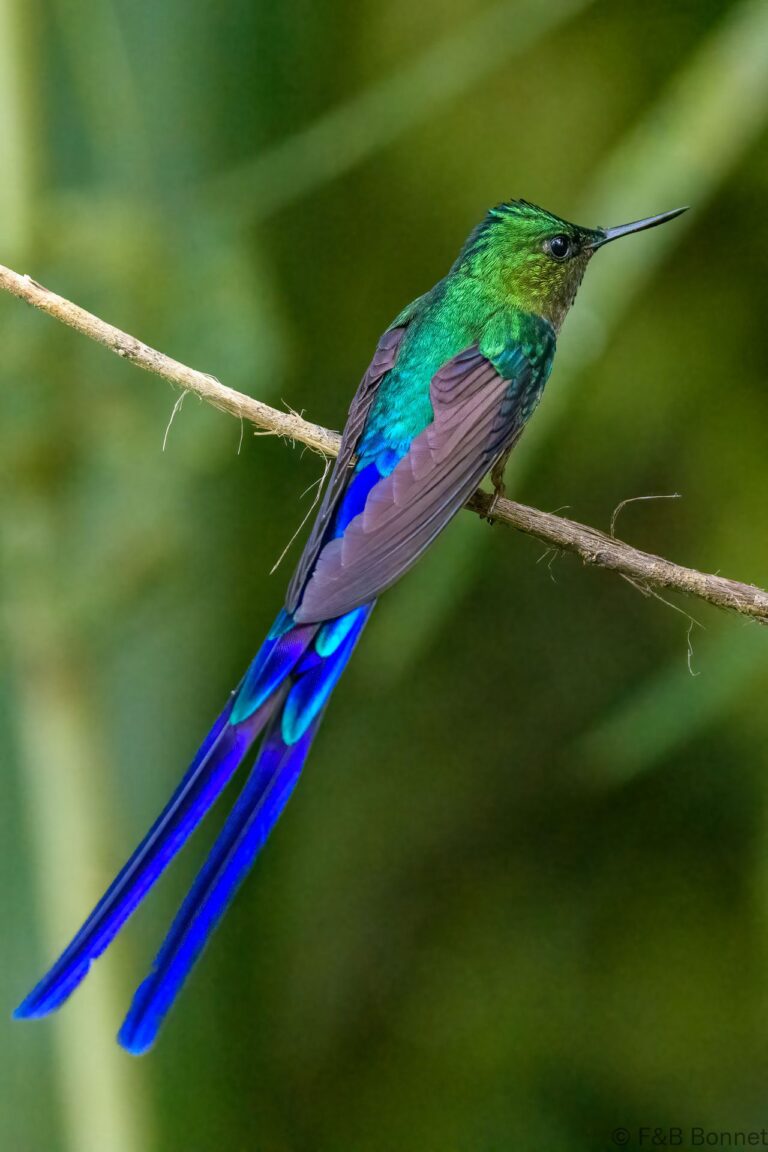 Violet tailed sylph ecuador 2